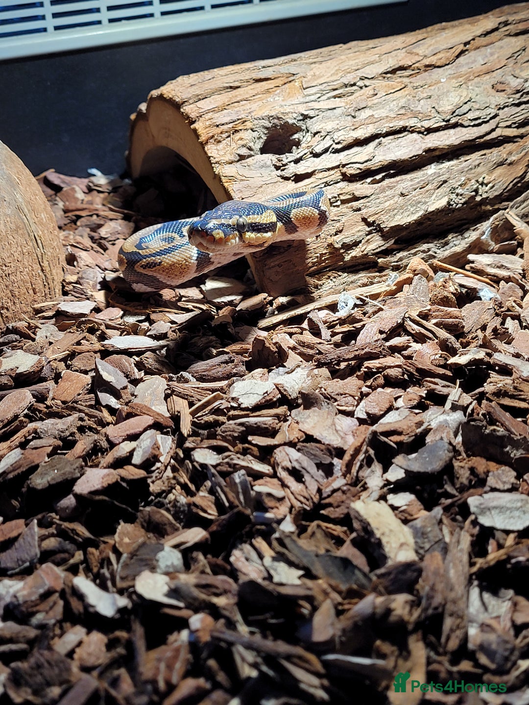 Python Snake reptiles for sale: ball python snake, £150 (including vivarium) - Advert 9