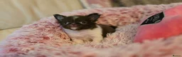 Chihuahua dogs for sale: XX quality chihuahua chocolate longcoat puppies XX - Advert 17