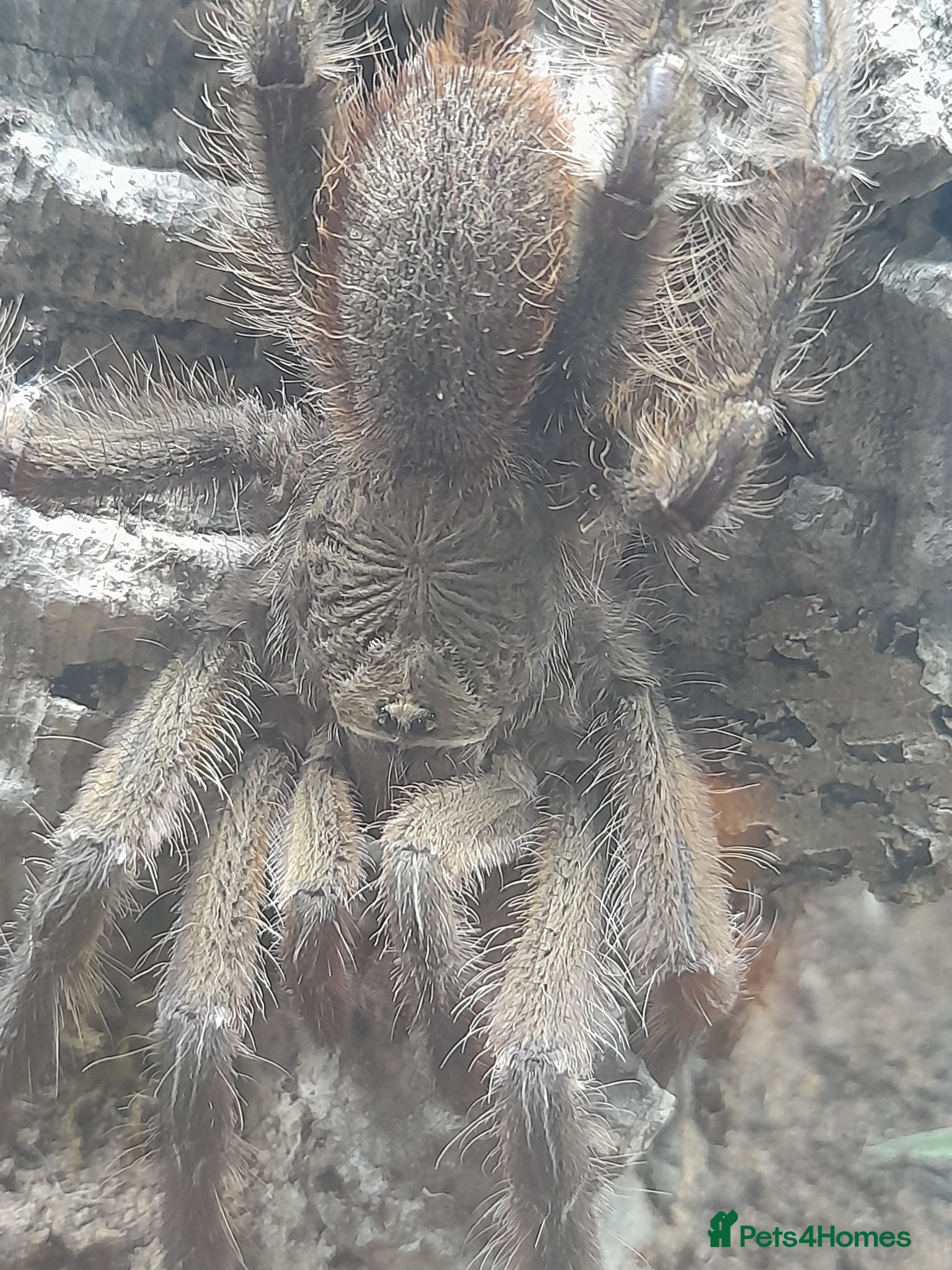 Tarantulas invertebrates Poecilotheria subfusca lowland mm and fasciata mm - Advert 6
