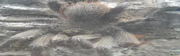 Tarantulas invertebrates for sale: Poecilotheria  fasciata mm - Advert 1