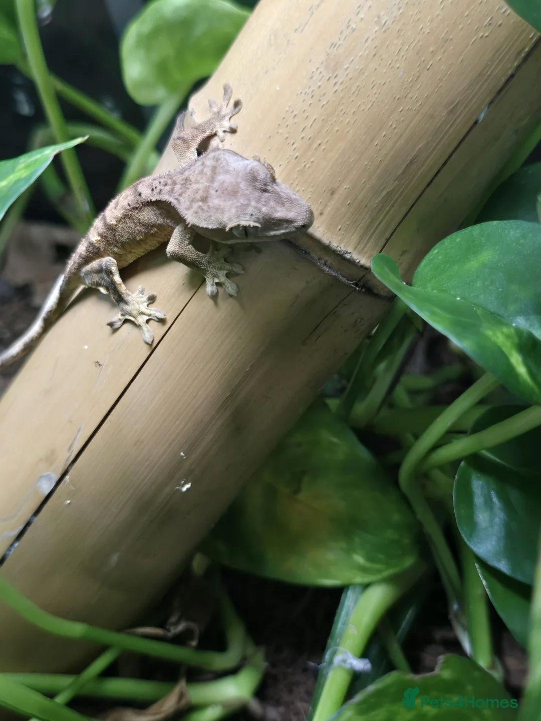 Gecko reptiles for sale: Crested baby gecko - Advert 7