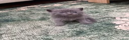 British Shorthair cats for sale: Beemer, Grey ‘Blue’ British Shorthair Male Kitten - Advert 11
