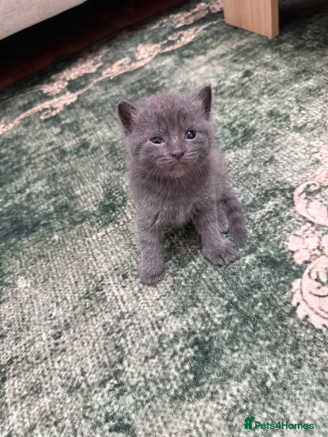 British Shorthair cats for sale: Beemer, Grey ‘Blue’ British Shorthair Male Kitten - Advert 11