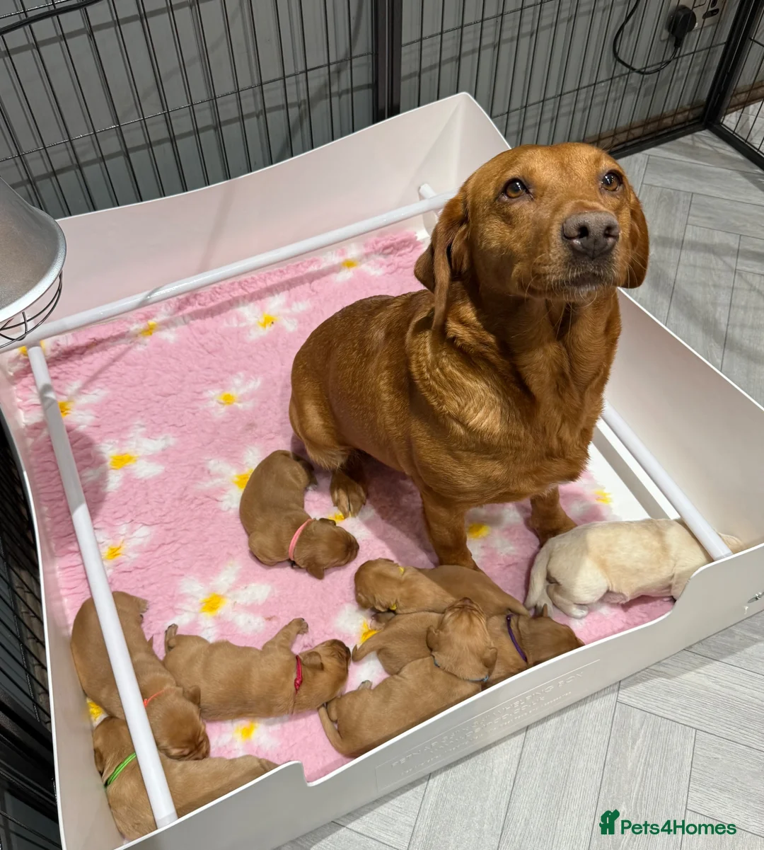 Labrador Retriever dogs for sale: Health Tested Labrador Puppies For Sale  - Advert 2