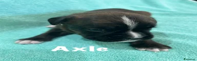 Axle