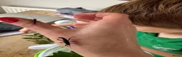Stick Insects invertebrates for sale: Rare black velvet stick insect in Helensburgh - Advert 2