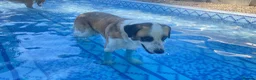 Mixed Breed dogs for adoption: 🐾 Meet Benji 😍😍 - Advert 3