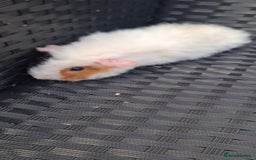 Guinea Pig rodents for sale: 6 baby girl guinea pigs  - Image 3