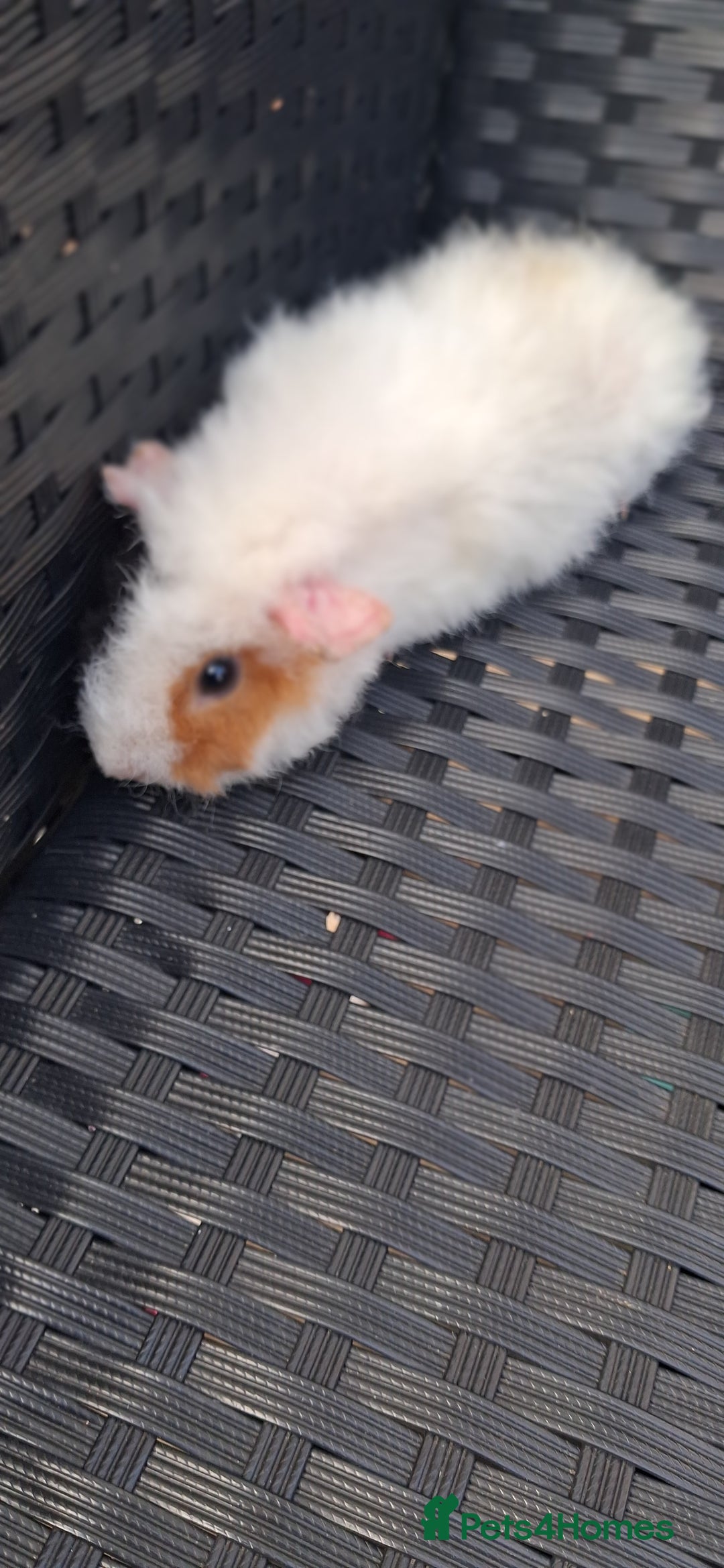 Guinea Pig rodents for sale: 6 baby girl guinea pigs  - Image 3