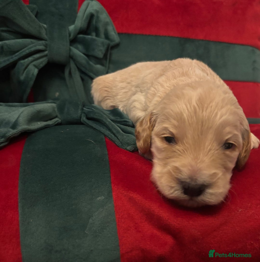 Cockapoo dogs for sale: ⭐️OUTSTANDING, HIGH QUALITY Cockapoo F1B Puppies⭐️ - Advert 33