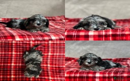 Cavapoo dogs for sale: STUNNING CAVAPOO PUPPIES READY NOW - Image 10