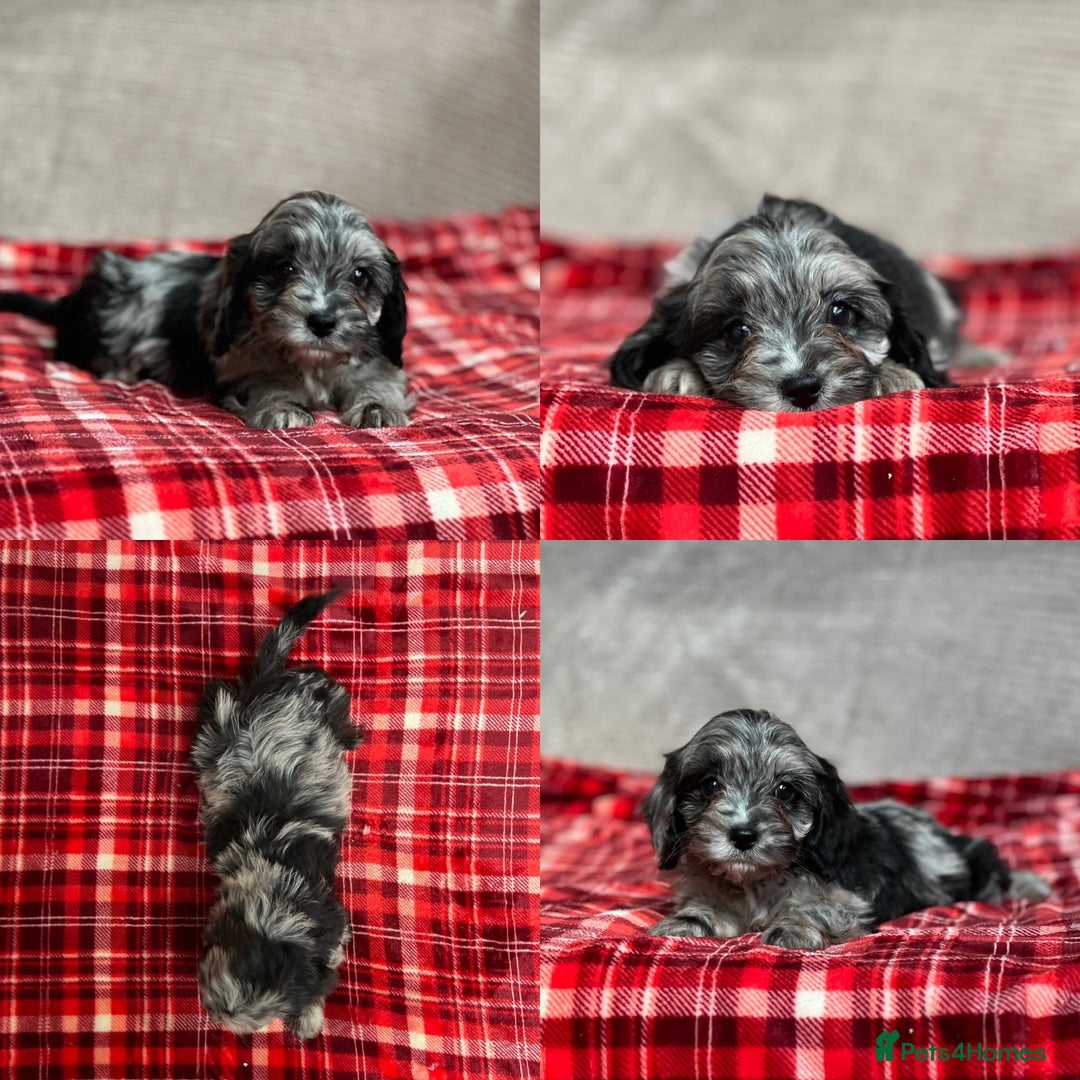 Cavapoo dogs for sale: STUNNING CAVAPOO PUPPIES READY NOW - Image 10