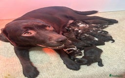 Labradoodle dogs for sale: Chocolate Merle Labradoodle Babies 🐾🐾🐾 - Image 17