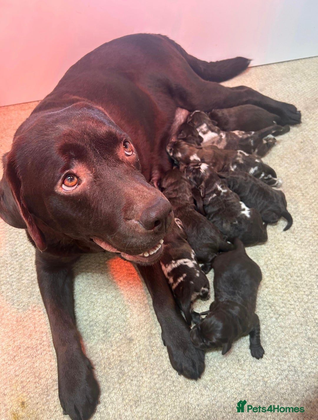 Labradoodle dogs for sale: Chocolate Merle Labradoodle Babies 🐾🐾🐾 - Image 17