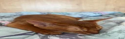 Abyssinian cats for sale: Stunning Abyssinian champion line kittens-last boy - Advert 16