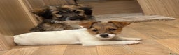 Jack Russell dogs for sale: Jack Russell Puppies… - Advert 17