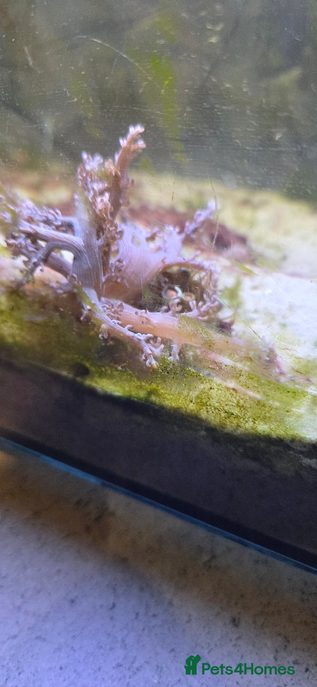 Other/Mixed Breed fish for sale: Saltwater fish tank setup  - Image 8