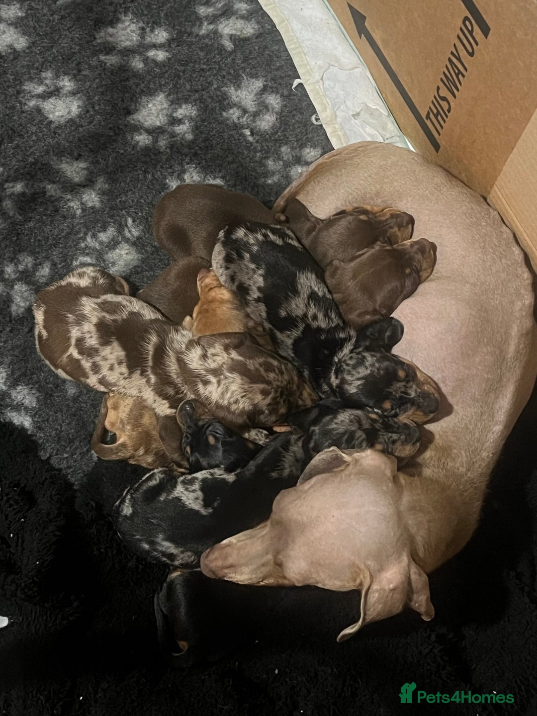 Miniature Dachshund dogs for sale: Miniature dachshunds  - Advert 8