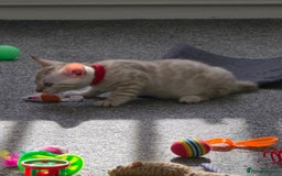 Bengal cats for sale: SNOW BENGAL BLUE EYES TICA PET/ACTIVE - Image 16