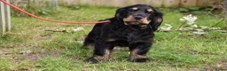 Cocker Spaniel dogs for sale: Last Male Ready Now Show Type Kc Reg  - Advert 8
