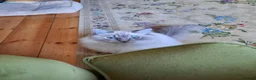 Ragdoll cats for sale: Gorgeous lynx ragdoll kitten looking for 5*home in Bexhill-on-Sea - Advert 3
