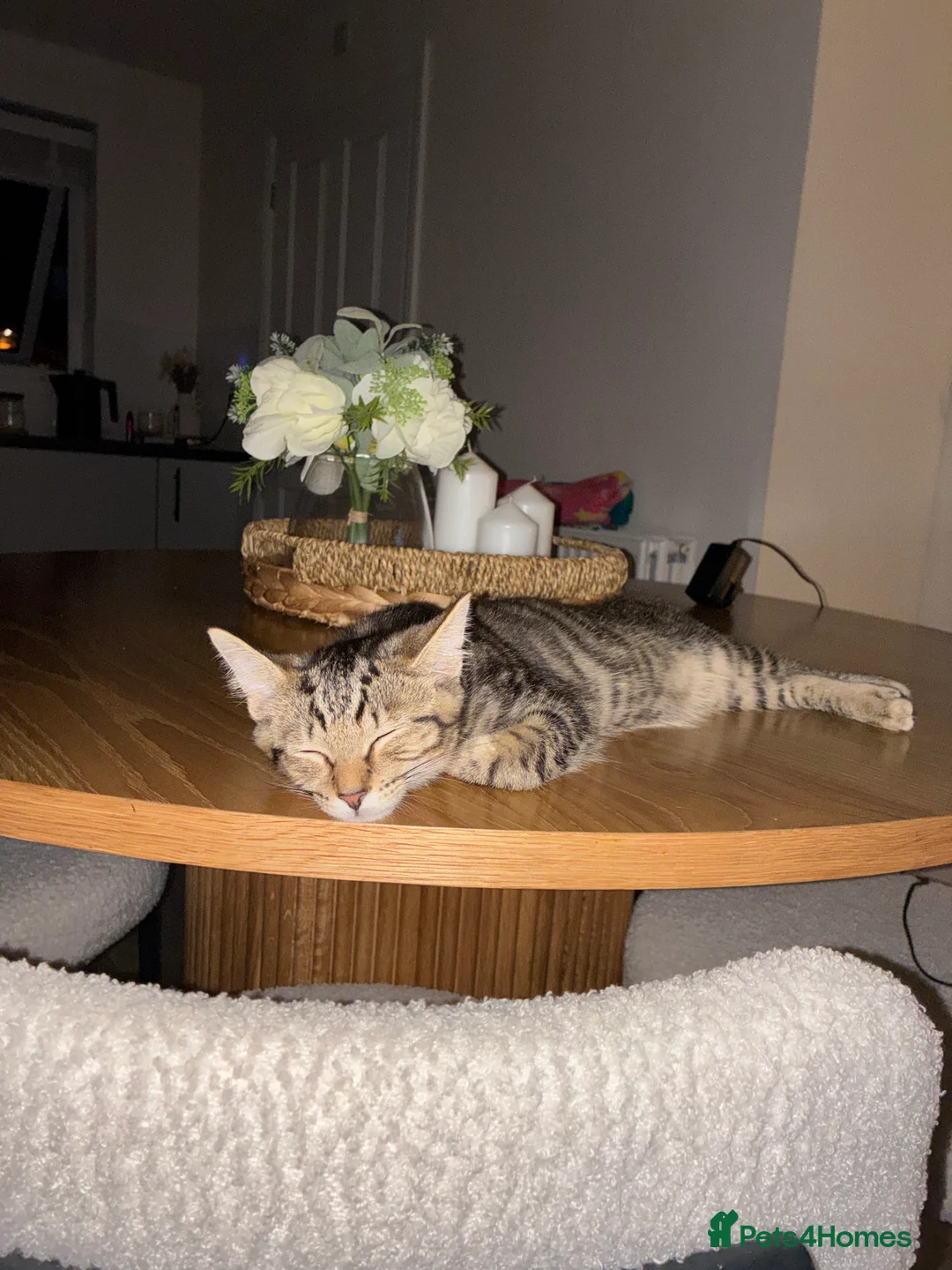 Mixed Breed cats for sale: Kitten in Bristol - Advert 2