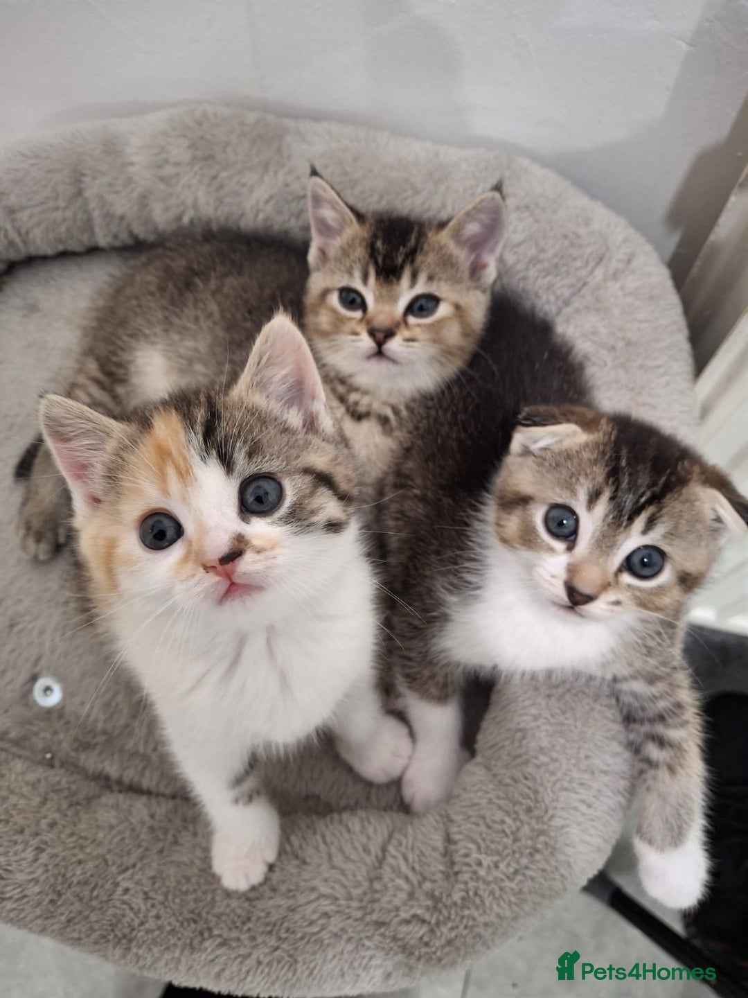 Scottish Fold cats for sale: Scottish fold - Advert 5