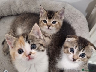 Scottish Fold cats Scottish fold - Advert 11