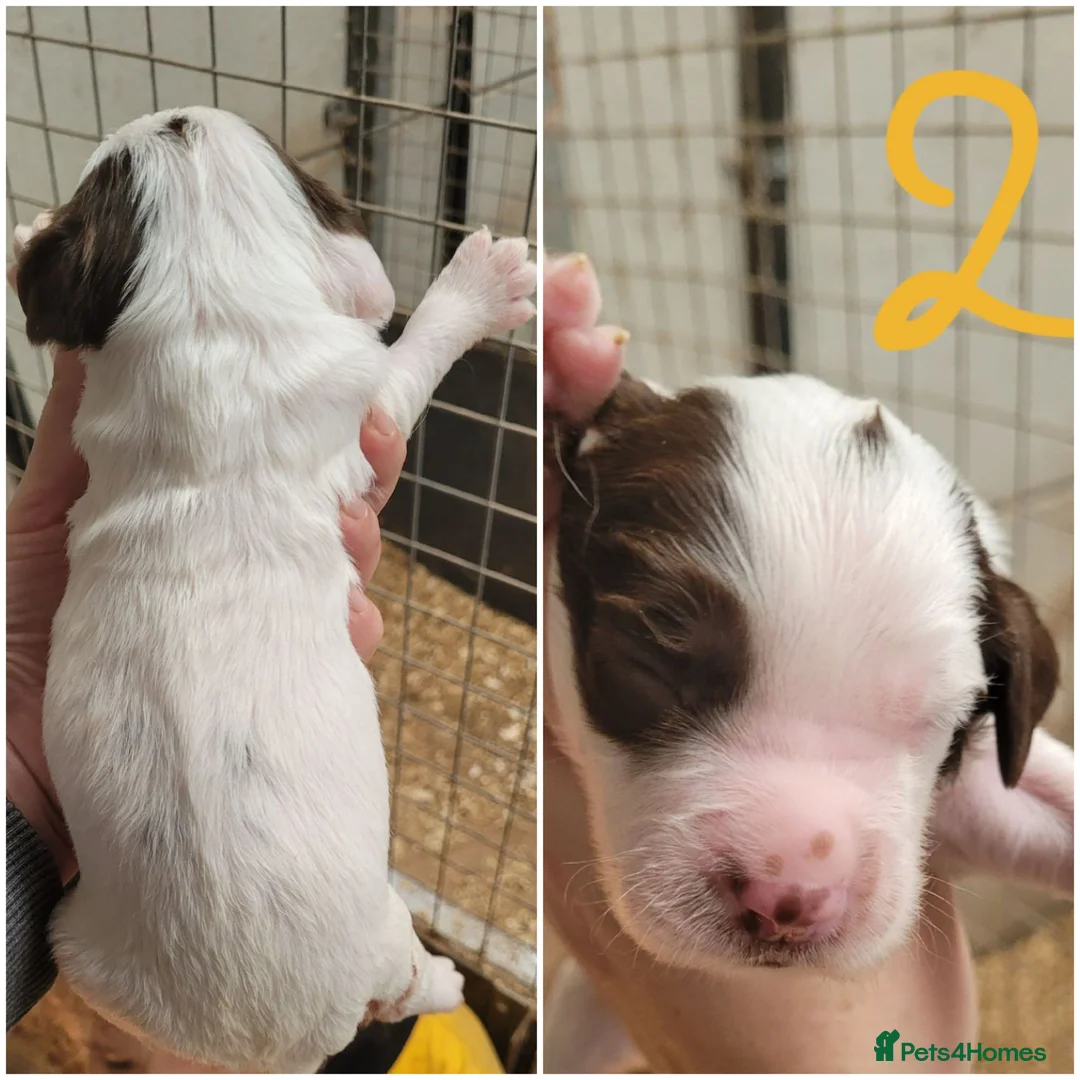 English Springer Spaniel dogs for sale: K.c registered English Springer Spaniel Puppies  - Advert 4