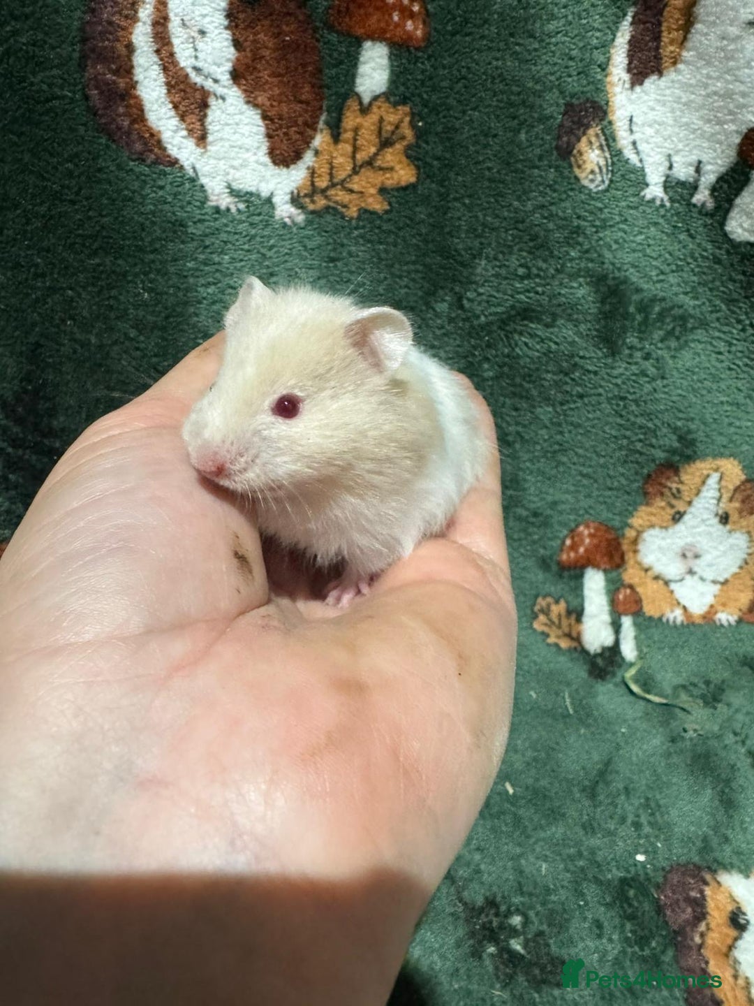 Hamster rodents for sale: Super Friendly Baby Syrian - Image 8