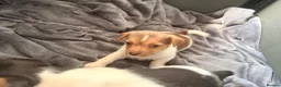 Jack Russell dogs for sale: Super Jack Russell puppies - Advert 7