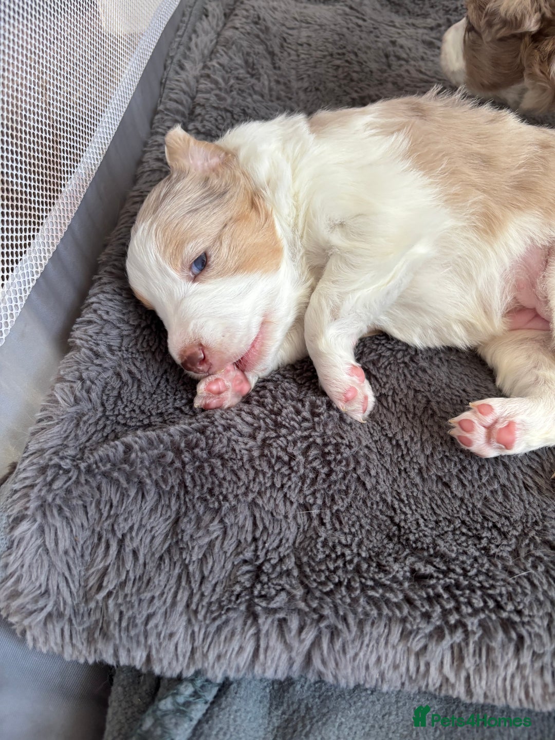 Border Collie dogs for sale: Only one girl left. - Image 18