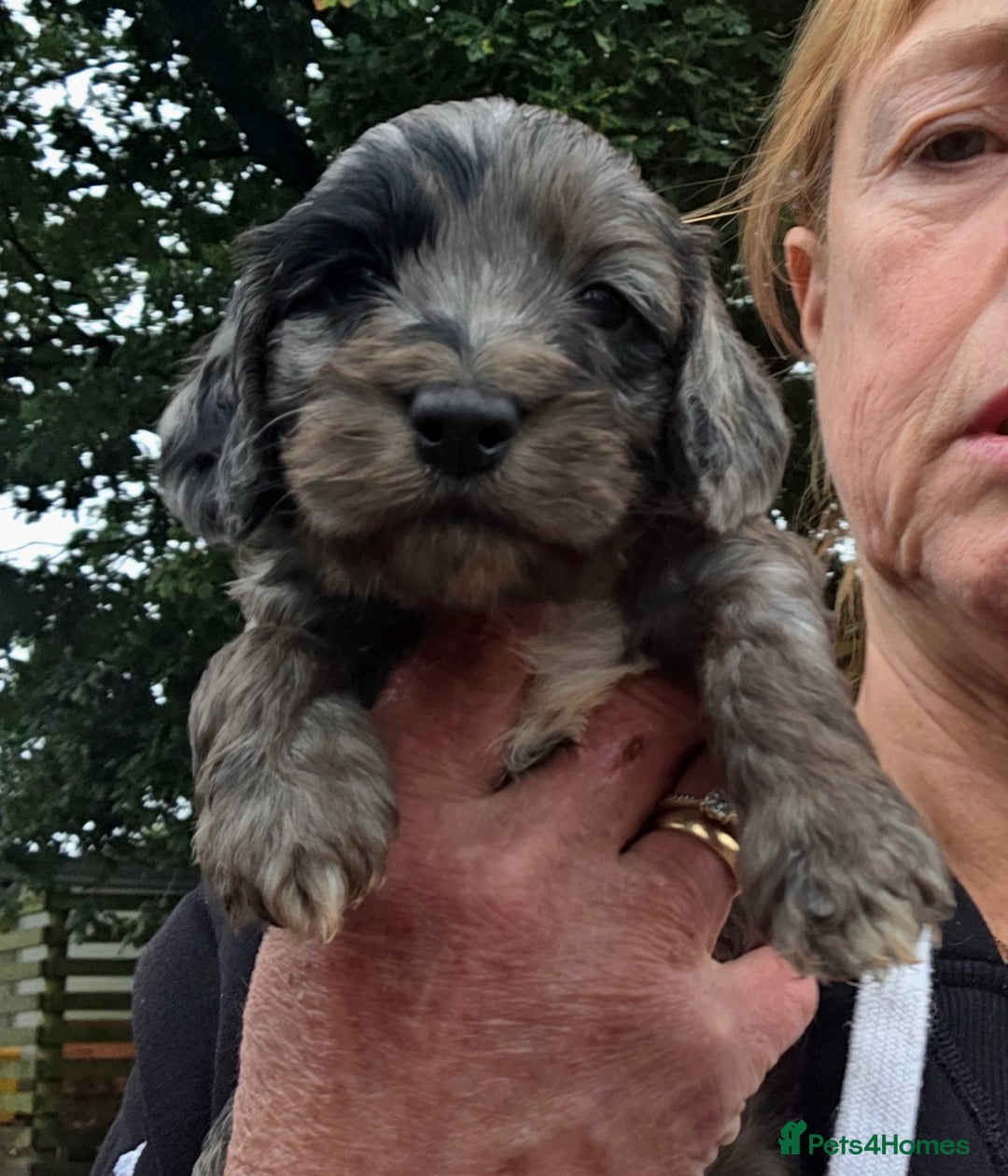 Cockapoo dogs for sale: Gorgeous Cockerpoo Puppies  - Image 13