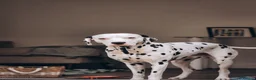 Dalmatian dogs for stud: Beautiful Male Dalmatian  - Advert 6
