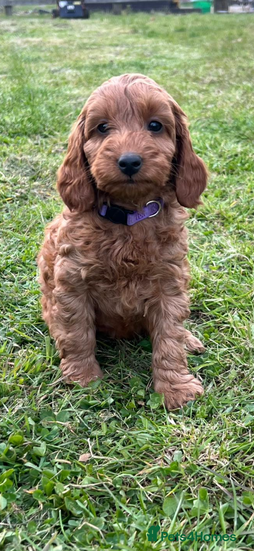 Cockapoo dogs Fox Red Cockapoo Puppies - Advert 2