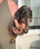 Miniature Dachshund dogs - Advert 13