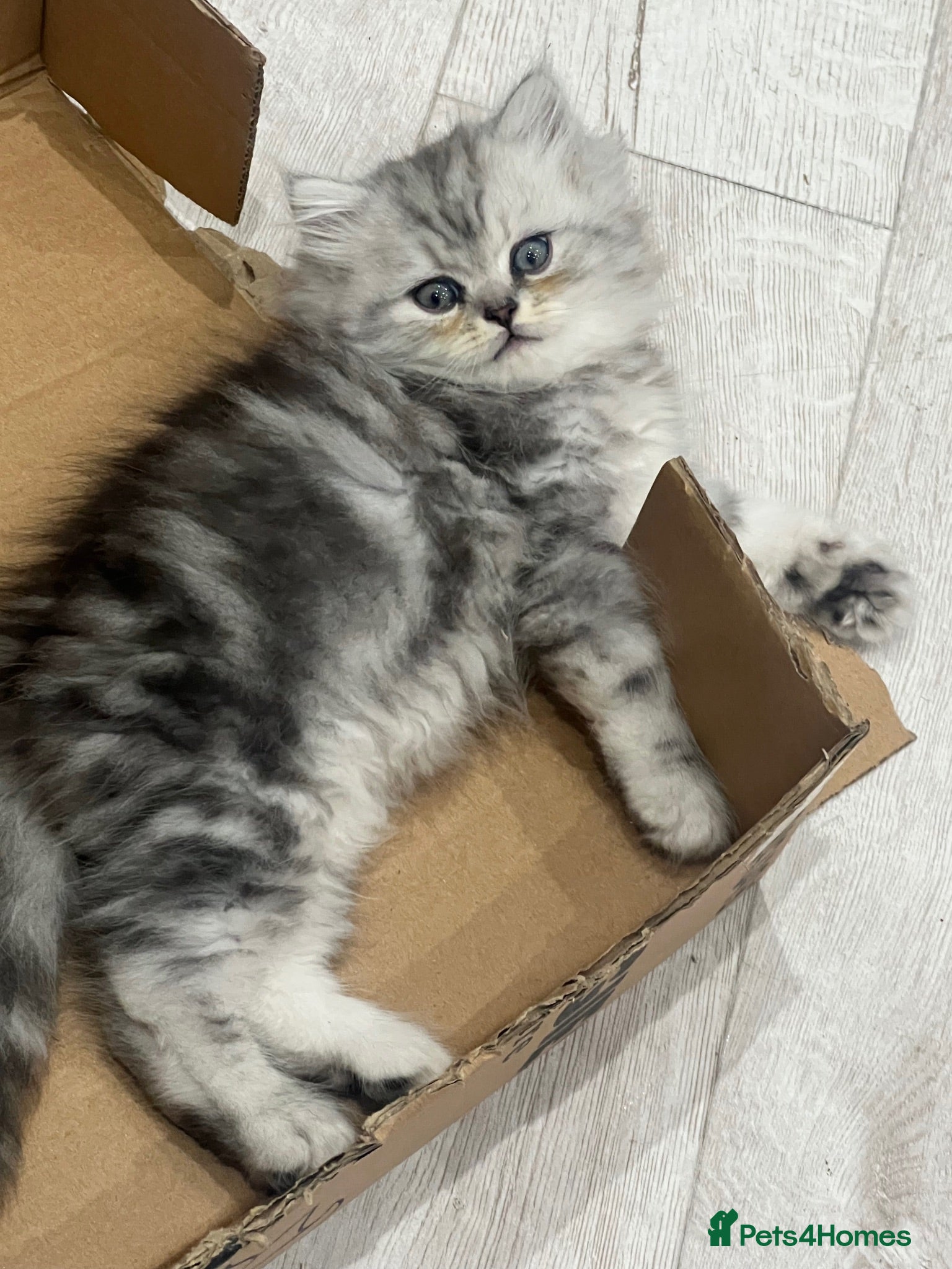 Persian cats Full silver shaded Persian kittens  - Advert 15