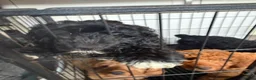 Australian Labradoodle dogs for sale: *reduced**  health checked Australian labradoodles - Advert 15