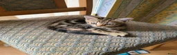 Mixed Breed cats for sale: 4 cute but shy kitten looking for new home - Advert 11