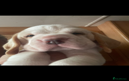 Beagle dogs for sale: Beautiful beagle boys kc reg ready 19 sept  - Image 31