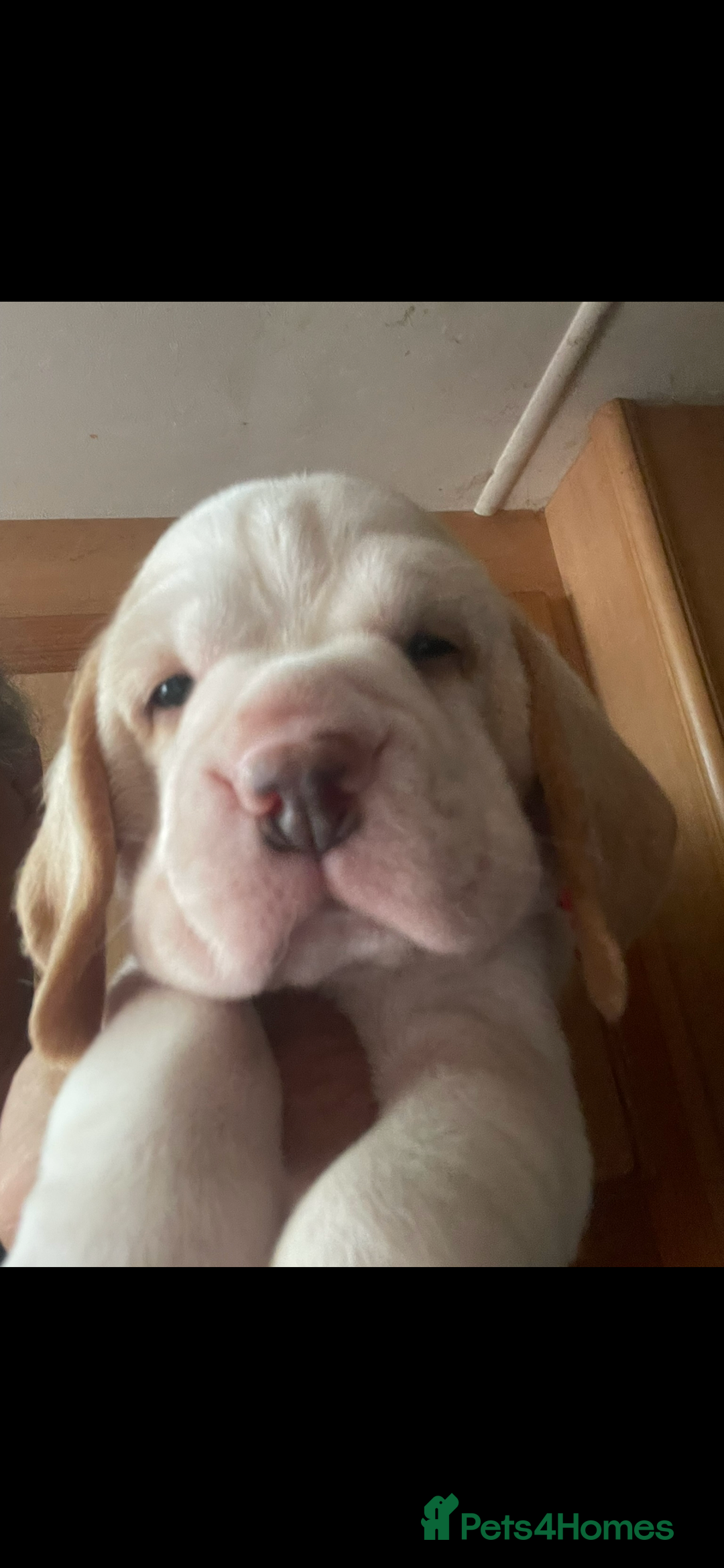 Beagle dogs for sale: Beautiful beagle boys kc reg ready 19 sept  - Image 31