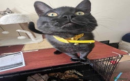 Egyptian Mau cats for sale: Beautiful Male Egyptian Mau x Kitten for Rehoming - Image 6
