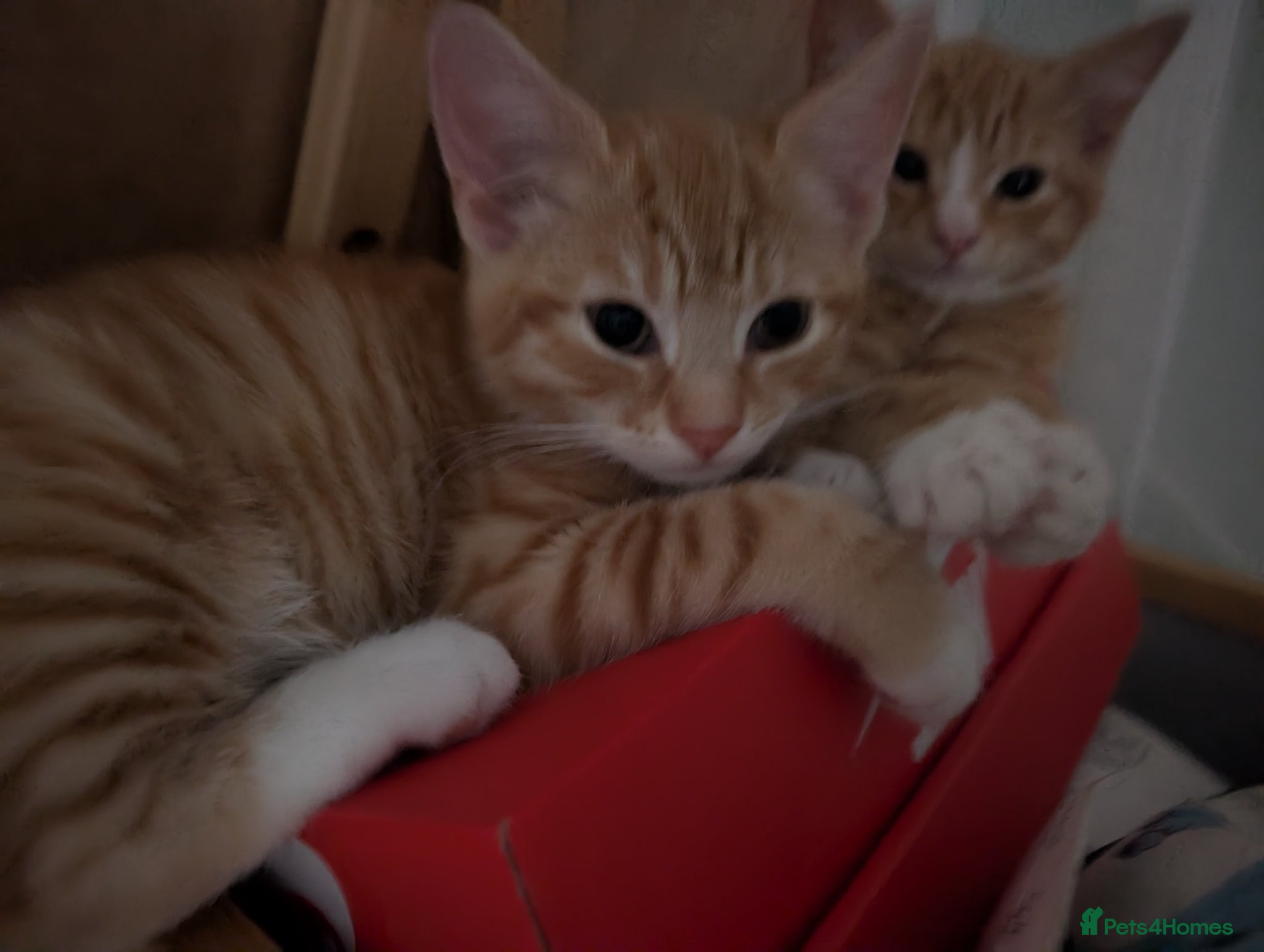 Mixed Breed cats Rare ginger girl - Advert 4