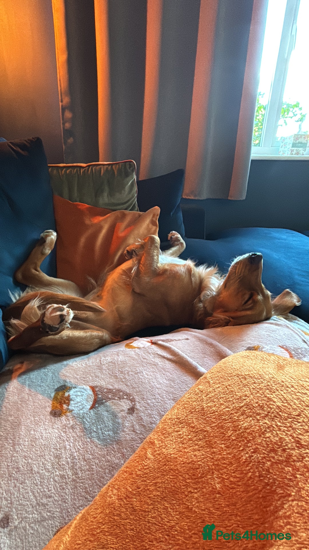 Mixed Breed dogs for sale: Lovely boy is looking for a new home - Advert 3