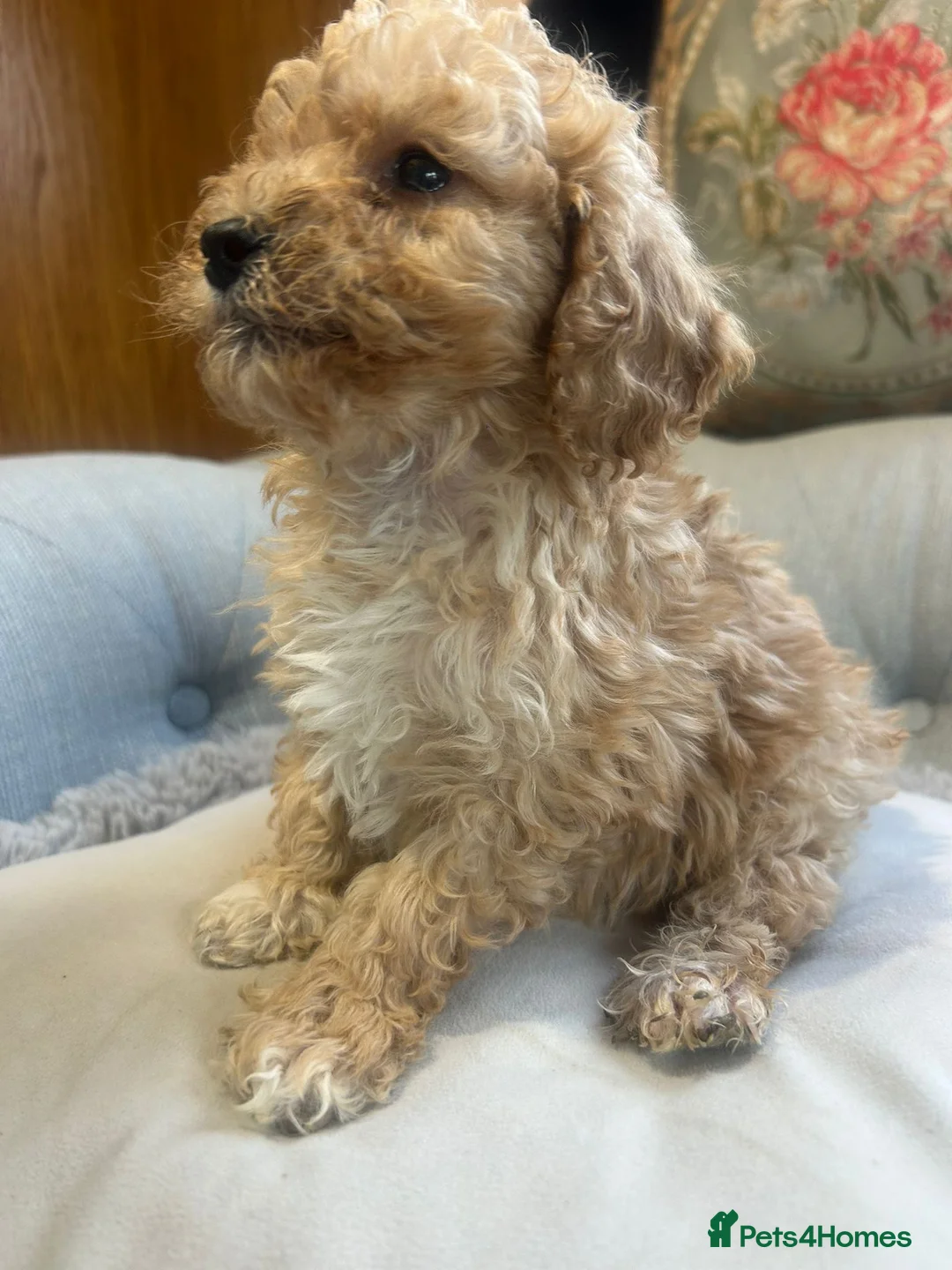 Cockapoo dogs for sale: Beautiful babies available  - Advert 26