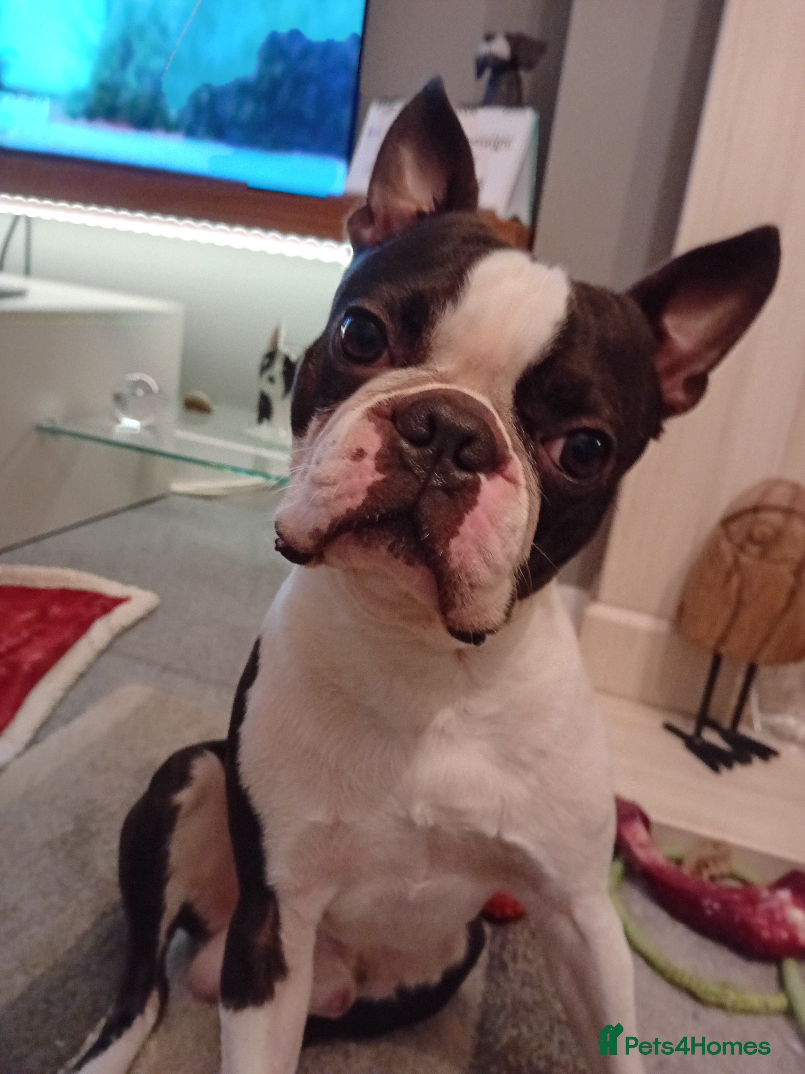 Boston Terrier dogs My handsome boy ready for stud - Advert 1