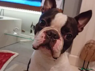 Boston Terrier dogs My handsome boy ready for stud - Advert 2
