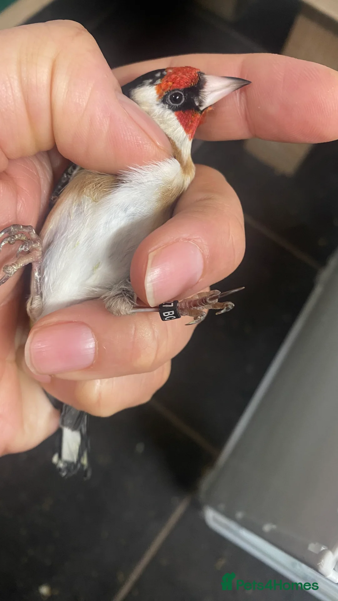 Finches birds for sale: BBC ring mae goldfinches available  - Advert 8