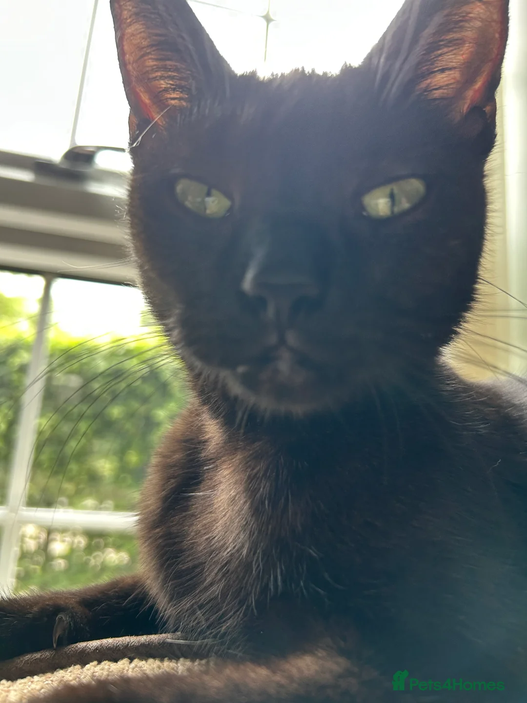 Mixed Breed cats for sale: Kitten  in Market Rasen - Advert 2