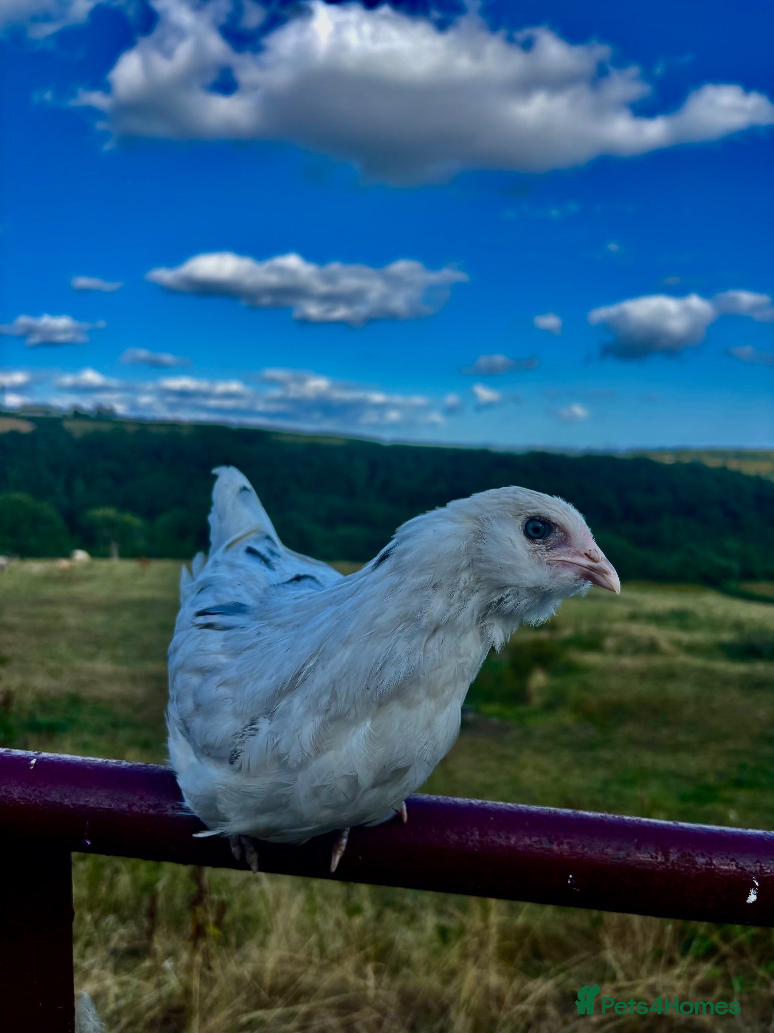 Chickens poultry POINT OF LAY HENS AVAILABLE. SOUTH WALES - Advert 1